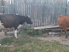 Две коровы