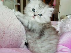 Персидский котенок мальчик