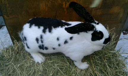 Кролики и крольчата разных пород