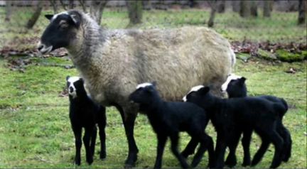 Овцы и ярки на мясо