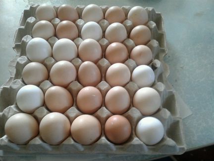 Яйцо от домашних кур