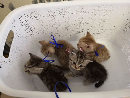 Продам милые котятки ждут новый дом