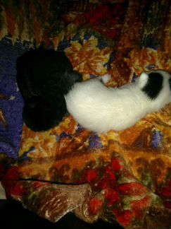 Котики (мальчики) черный,белый