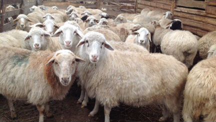 Продаётся стадо маточного поголовья овец 500 голов