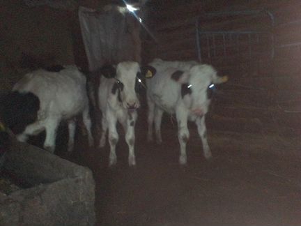 Корова на молоко или на мясо,бычки домашние 6 мес