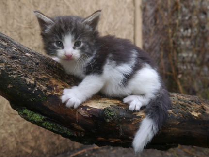 Котята редкой породы норвежская лесная с родословн