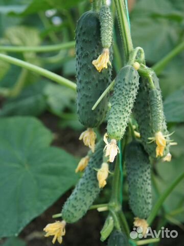 Семена Огурца 