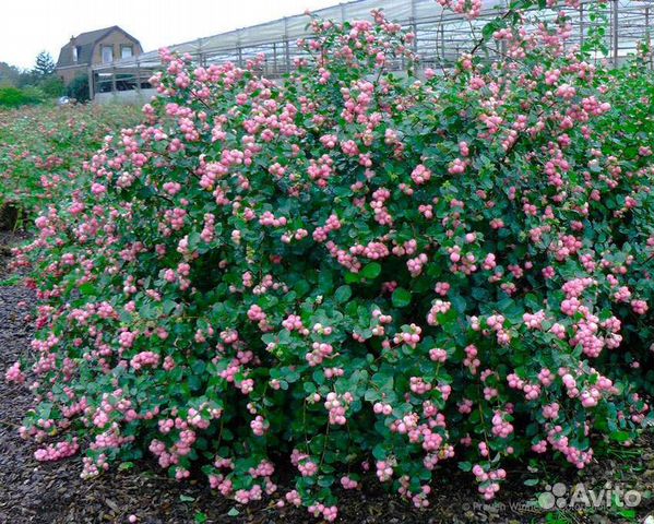 Снежноягодник. Как спирея, только лучше