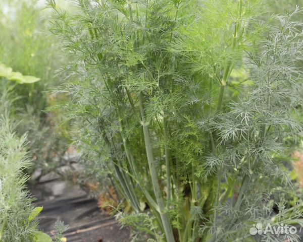 Семена Укропа 