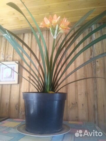 Кливии в цвету