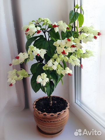 Цветок С Бело Красными Цветами Фото