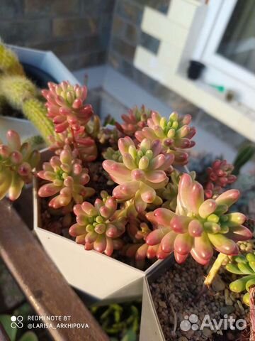 Суккуленты 4