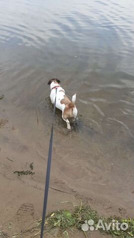 Пригляжу за вашим питомцем в ваше отсутствие