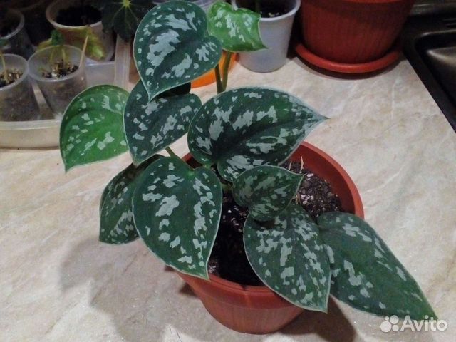 Сциндаптус