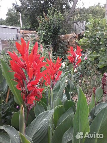 Канны сорт Жар-птица