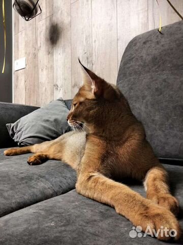 Чаузи котята