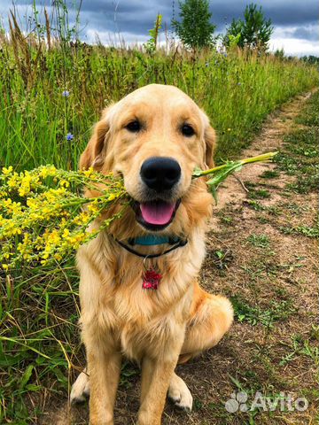 Золотистый ретривер для фотесессия