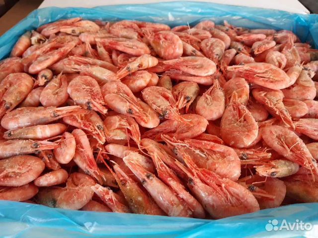 Креветка северная