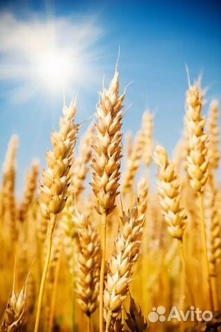 Зерно, пщеница, кукуруза