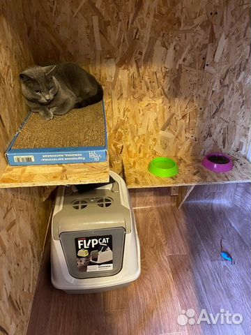 Передержка для кошек и собак