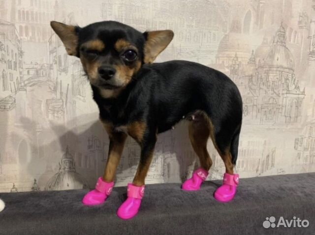 Ботинки для маленьких собак