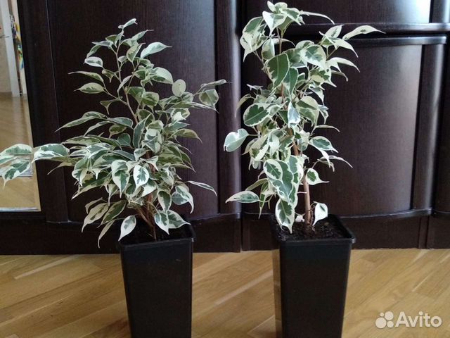 Фикус бенджамина пестролистный