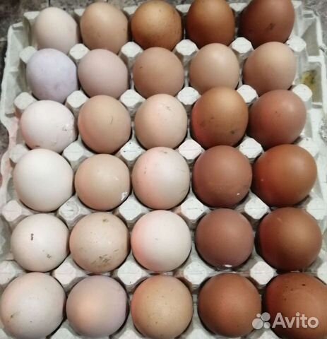 Инкубационное яйцо кур несушек