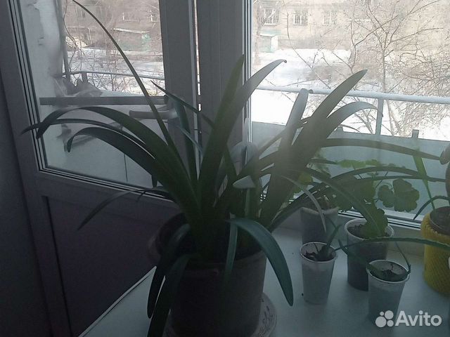 Амариллис цвет красный цветет