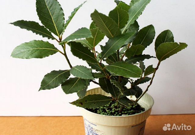 Лавр благородный