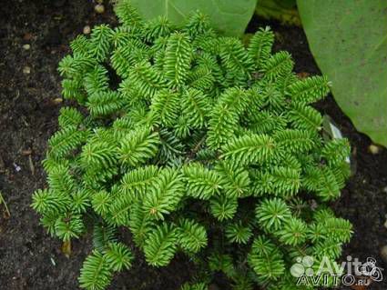 НАРАЯНА :: каталог декоративного посадочного материала - хво…