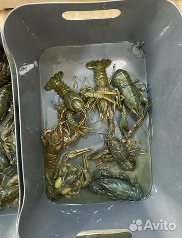 Волжские раки. Доставка