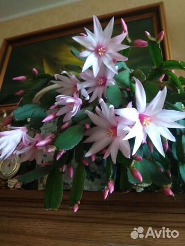 Декабрист, рипсалидопсис