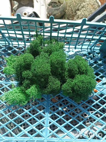 Стабилизированный мох ягель