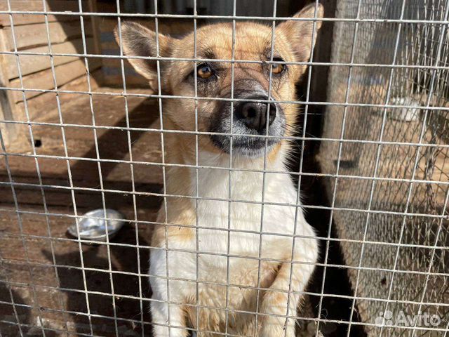 Собака ищет дом