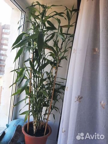 Драцена Сандера (Бамбук )