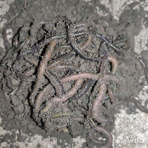 Зелёные черви