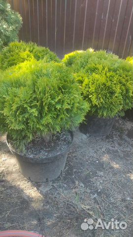 Туя шаровидная даника