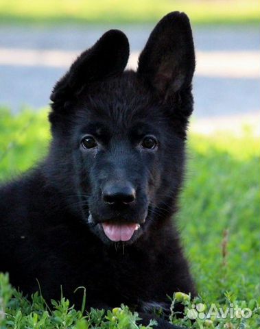Авито Мурманск Щенки Купить
