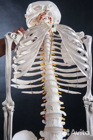 Анатомический скелет человека
