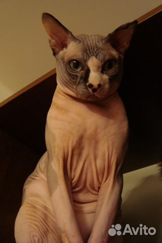 Вязка кота