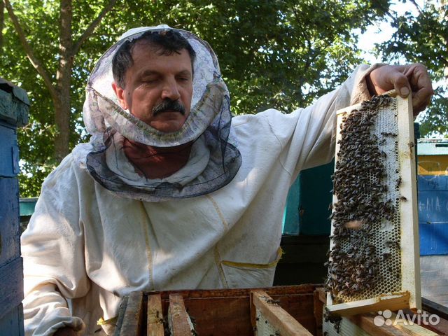 Продам пчелопакеты И пчелосемьи купить на Зозу.ру - фотография № 4
