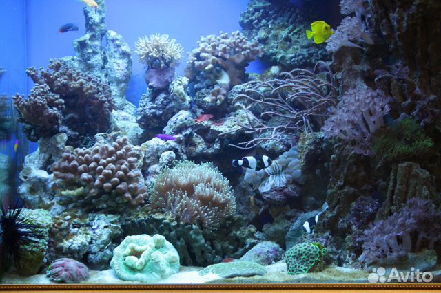 Морской аквариум 300 литров купить на Зозу.ру - фотография № 3