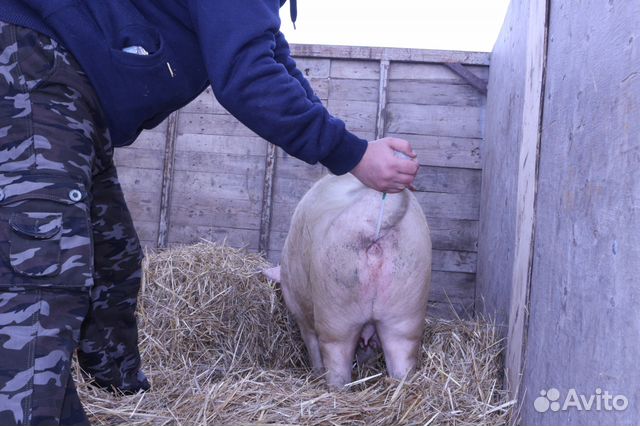 Семенной материал для оплодотворения свиноматок купить на Зозу.ру - фотография № 2