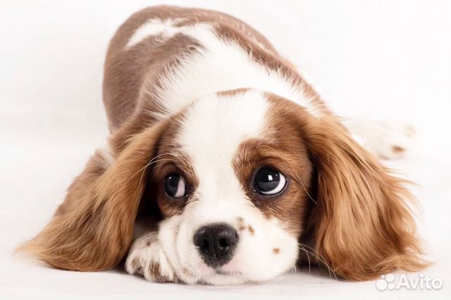 Стрижка собак и кошек