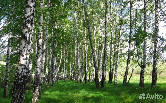 Ищу компаньона