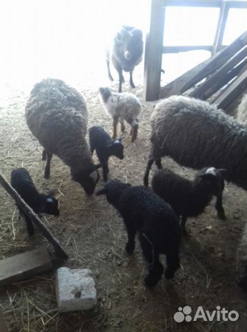 Продажа овец, баранов и ягнят для разведения купить на Зозу.ру - фотография № 6