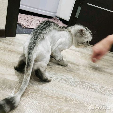 Стрижка кошек/котов