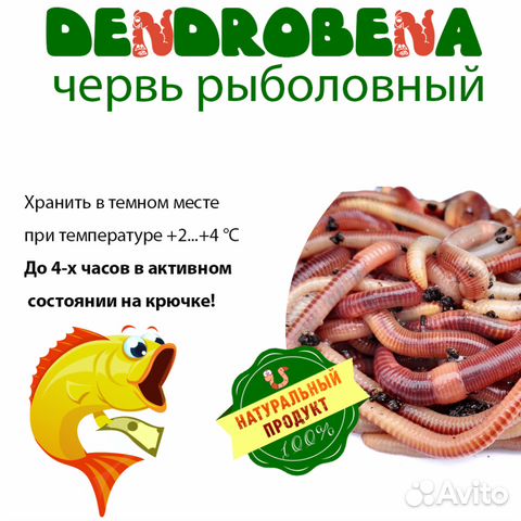 Черви для рыбалки Дендробена(Европейский выползок)