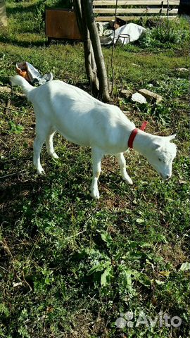 Продаются козлята (ламанча) - козлики камолые, коз