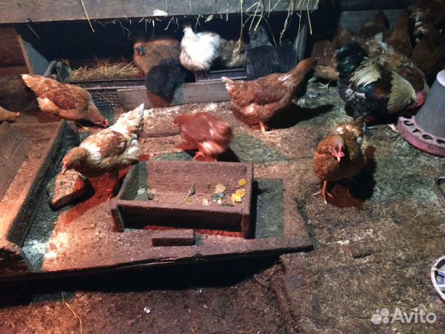 Цыплята Гуси,куры,инкубационные яйца и другая птиц купить на Зозу.ру - фотография № 5